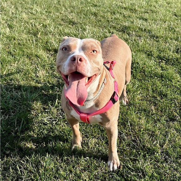 Meet your Posher, Arianna - Picture 2 of 2